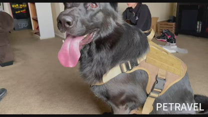 K9 Harness Set